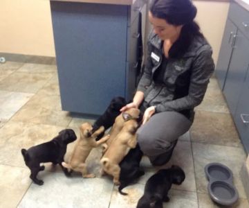Goldsmith Veterinary Clinic