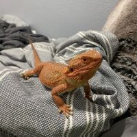Colorado Exotic Animal Hospital ico