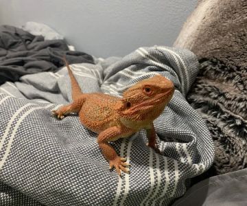 Colorado Exotic Animal Hospital