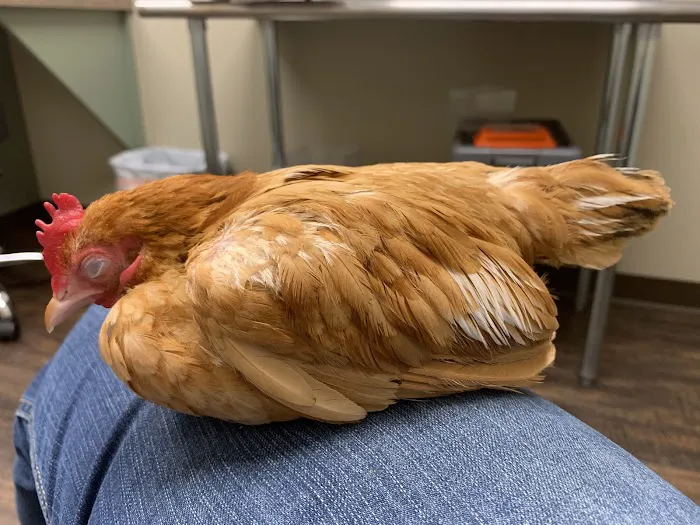 Colorado Exotic Animal Hospital 7