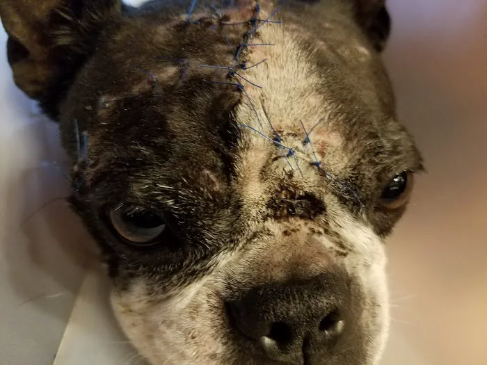 All Brick Veterinary Clinic LLC 10