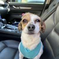 All Brick Veterinary Clinic LLC ico
