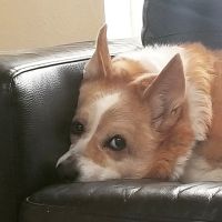 Banfield Pet Hospital ico