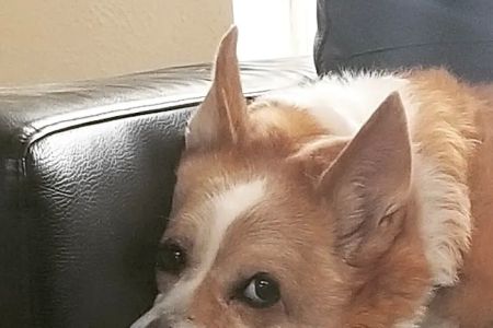 Banfield Pet Hospital