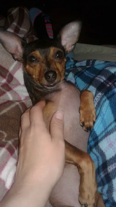 Banfield Pet Hospital 12