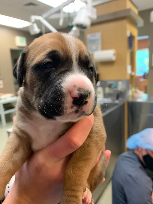 Gentle Touch Animal Hospital 4