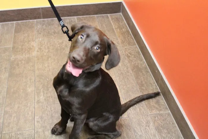 Liberty Animal Hospital 1