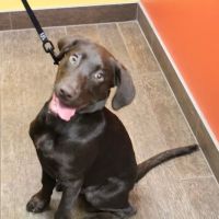 Liberty Animal Hospital ico