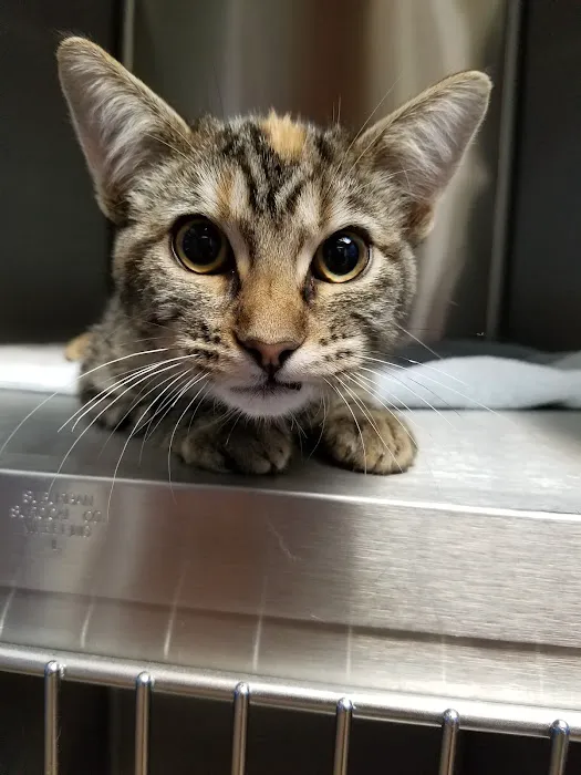 Liberty Animal Hospital 5