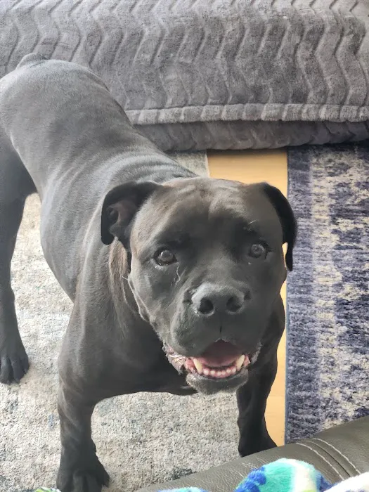 Liberty Animal Hospital 9