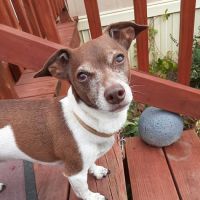Vetco Vaccination Clinic ico