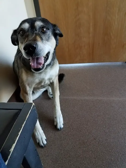 Paws and Claws Veterinary Clinic 5