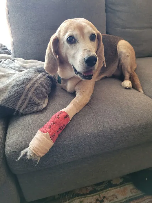 CityVet | Westminster + Urgent Care 1
