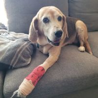 CityVet | Westminster + Urgent Care ico