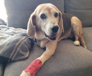 CityVet | Westminster + Urgent Care