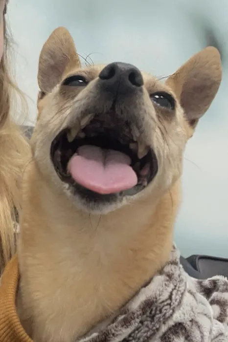 CityVet | Westminster + Urgent Care 3
