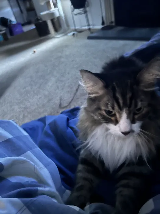 CityVet | Westminster + Urgent Care 4