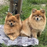 Aspen Arbor Animal Hospital ico