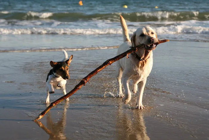 Canine Rehabilitation & Conditioning Group LLC 12