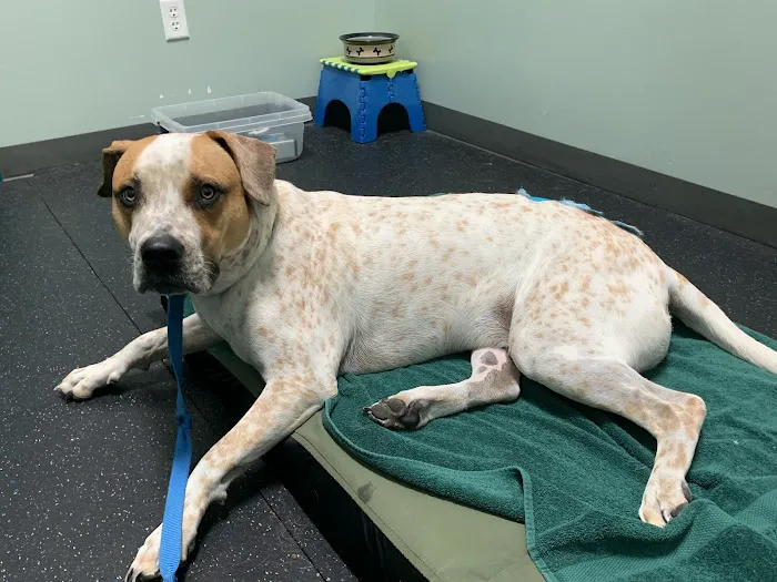 Canine Rehabilitation & Conditioning Group LLC 12