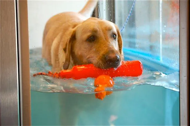 Canine Rehabilitation & Conditioning Group LLC 12
