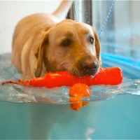Canine Rehabilitation & Conditioning Group LLC ico