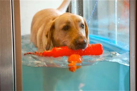 Canine Rehabilitation & Conditioning Group LLC