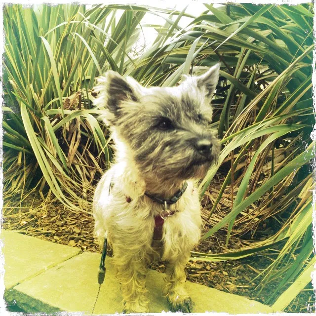 Canine Rehabilitation & Conditioning Group LLC 12