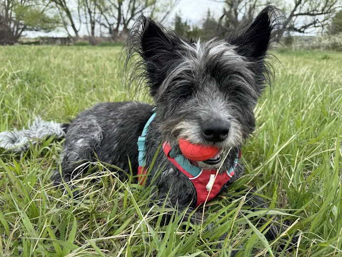 Canine Rehabilitation & Conditioning Group LLC 12