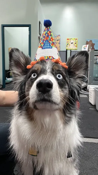 Canine Rehabilitation & Conditioning Group LLC 12