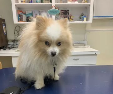 Alpine Glenn Veterinary Clinic