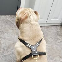 Animal Clinic-North ico