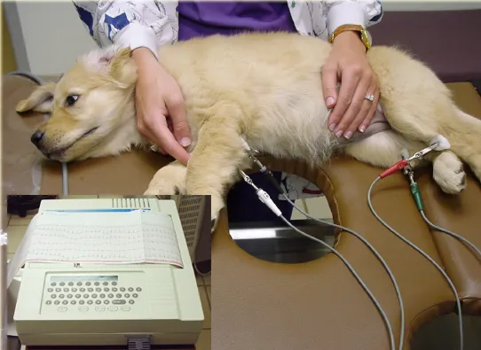 Choice Veterinary Specialists 4