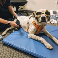 OrthoPets Veterinary Orthotics and Prosthetics Center ico
