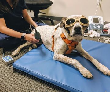 OrthoPets Veterinary Orthotics and Prosthetics Center