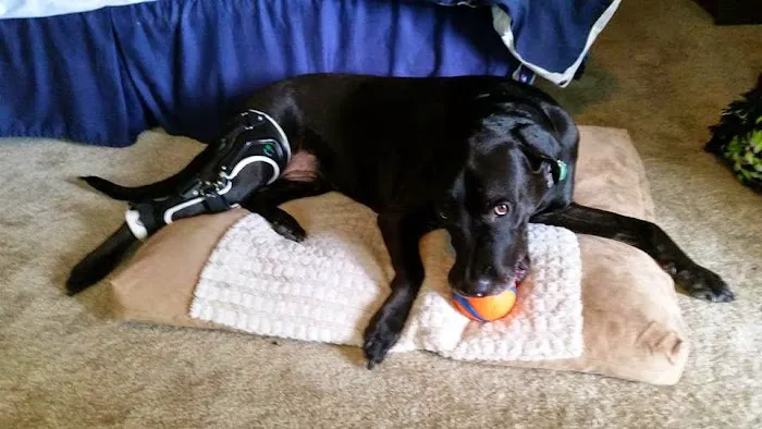 OrthoPets Veterinary Orthotics and Prosthetics Center 4
