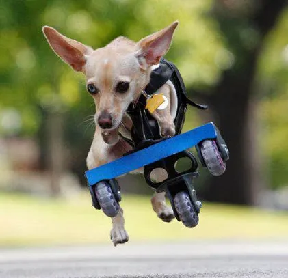 OrthoPets Veterinary Orthotics and Prosthetics Center 3