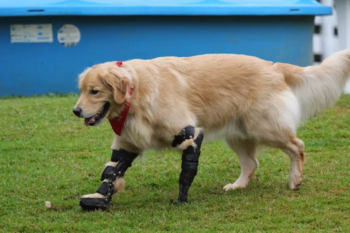 OrthoPets Veterinary Orthotics and Prosthetics Center 10