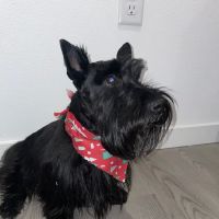 Eastlake Veterinary Services ico