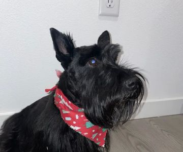Eastlake Veterinary Services