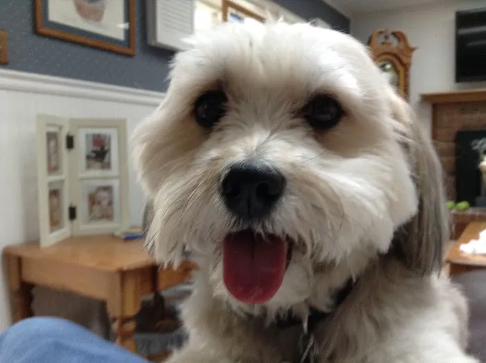 Eastlake Veterinary Services 2