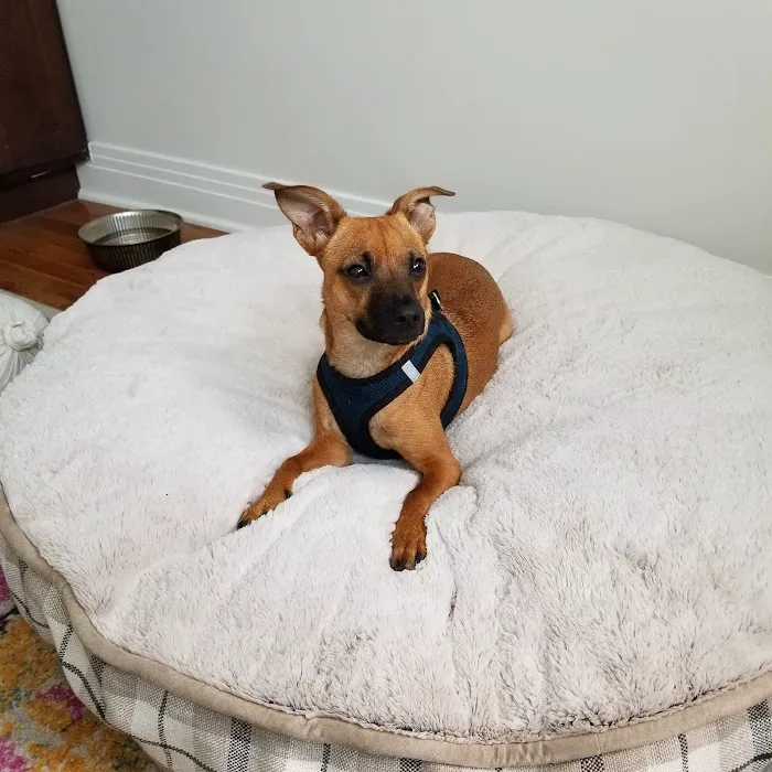 Four Paws Holistic Therapy 10