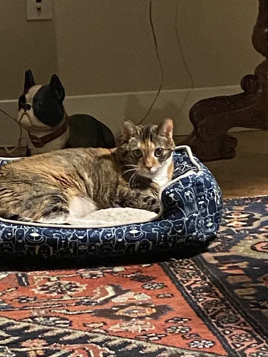 Four Paws Holistic Therapy 2