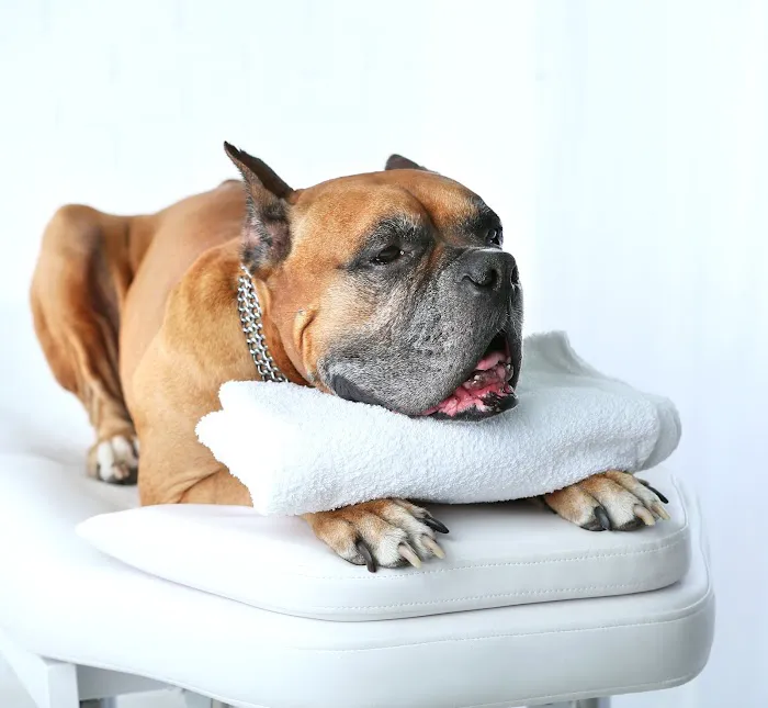 Four Paws Holistic Therapy 5