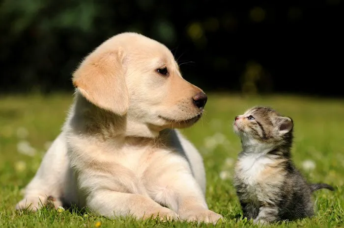 Four Paws Holistic Therapy 1