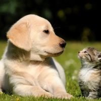 Four Paws Holistic Therapy ico