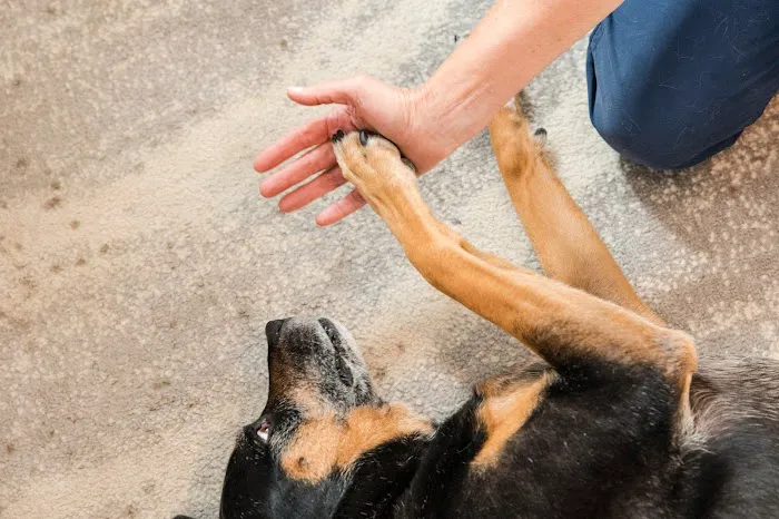 Four Paws Holistic Therapy 8