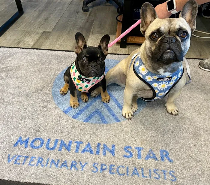 Mountain Star Veterinary Specialists 4