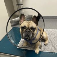 Mountain Star Veterinary Specialists ico