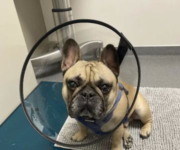 Mountain Star Veterinary Specialists